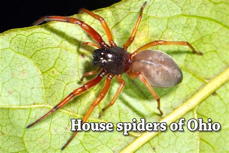 House spiders of Ohio: Seen these lately? | cleveland.com