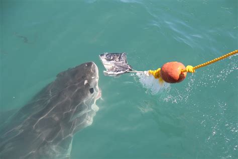 Shark Diving near Gansbaai (127) | joepyrek | Flickr