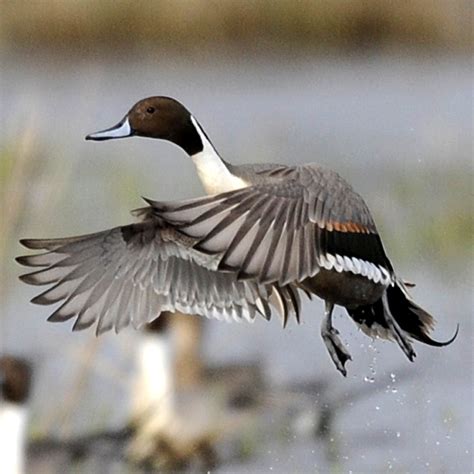 Pintail Duck in Flight (male) | William L. Finley National W… | Flickr