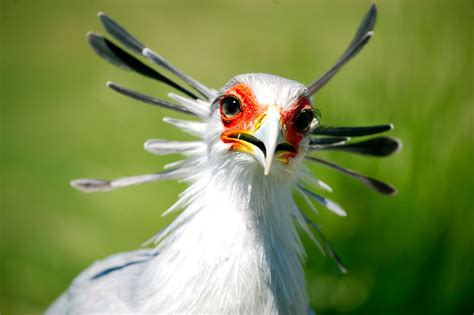 Secretary Bird and Bateleur up-listed to Endangered on IUCN Red List - Hawk Conservancy Trust ...