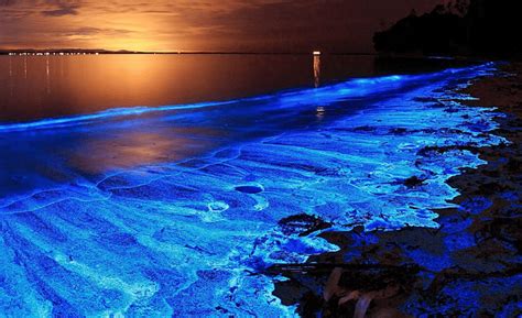 IMPLICATIONS FOR INDIA OF NOCTILUCA SCINTILLANS IN THE MARITIME DOMAIN - National Maritime ...