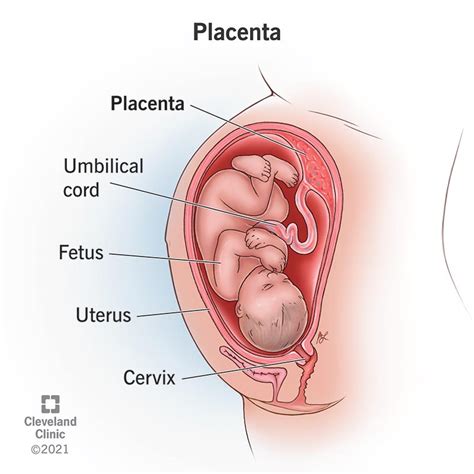 Placenta: Overview, Anatomy, Function & Complications