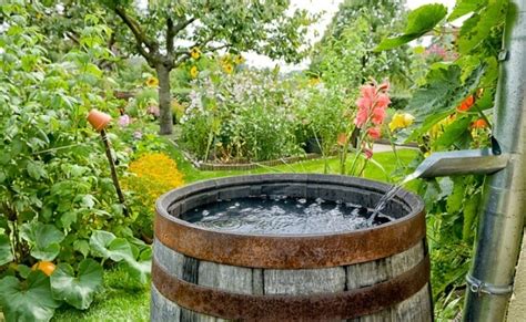 10 Uses for Rainwater: 10 Uses for Rainwater