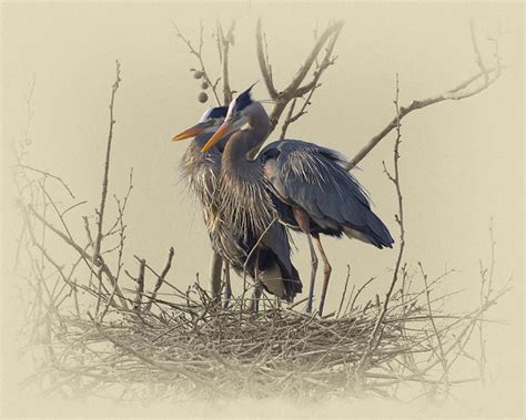 Great Blue Herons – Art Prints by James Brown | Gallery4Collectors.com