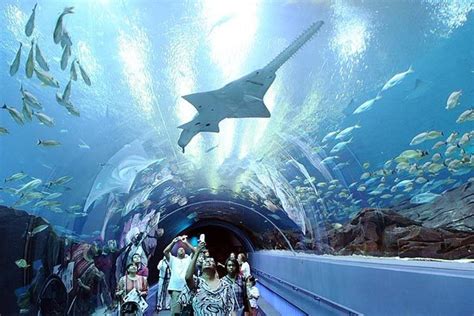 Where Did The Georgia Aquarium Whale Sharks Come From - Aquarium Views