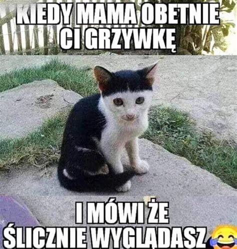 Typowy kot. Najlepsze memy i obrazki o kotach. Śmieszne memy z kotami w roli głównej | Głos ...