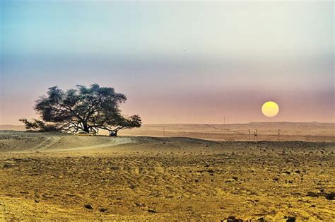 The Mysterious Tree of Life in Bahrain - World Top Top