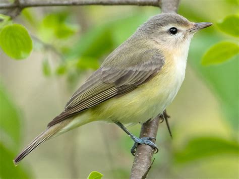 Warbling Vireo - eBird