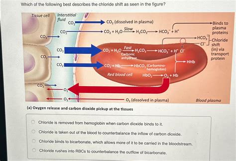 Which of the following best describes the chloride | Chegg.com