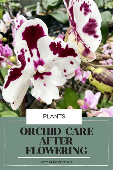 Orchid Care After Flowering - Paisley Plants