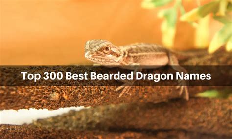 Top 300 Best Bearded Dragon Names from Famous Movies and Books