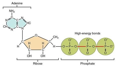 ATP (Adenosine Triphosphate) — Structure & Function - Expii