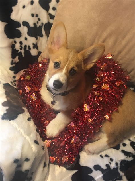 Can I be your Valentine Corgi | Corgi, Dogs, Valentine