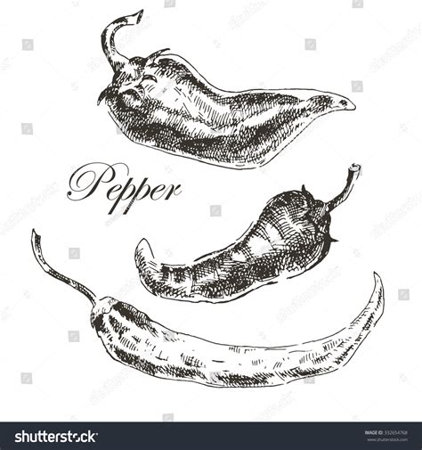 Vector Hand Drawn Chili Pepper Sketch Stock Vector (Royalty Free) 332654768 | Shutterstock