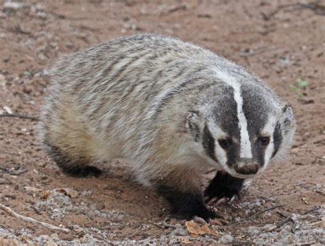 American Badger (Guide to the Flora and Fauna of Leonora Curtin Wetland Preserve) · BioDiversity4All