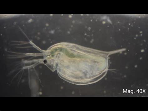 Daphnia magna under the Microscope - YouTube