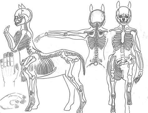 Centaur Anatomy _ Skeleton by JEDI-Sheng on DeviantArt