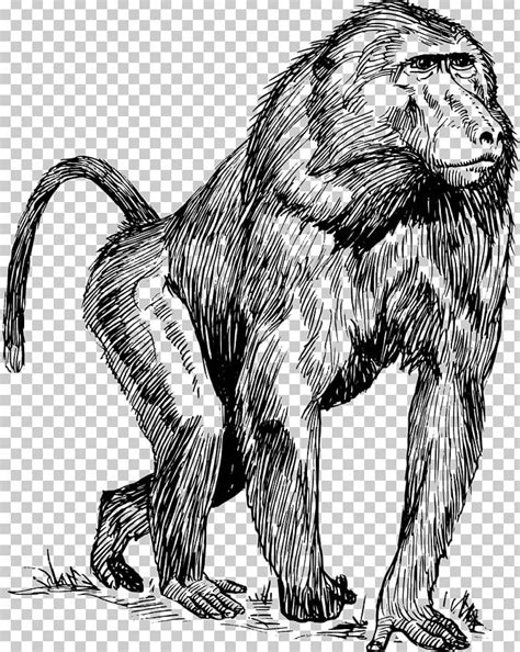 Mandrill Hamadryas Baboon Drawing Primate PNG, Clipart, Animal, Animals, Art, Baboon, Baboons ...