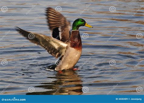 Canard sauvage image stock. Image du mouche, libre, sauvage - 4440489