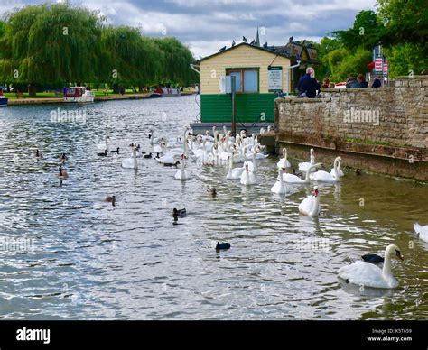 Swans gather by the river cruise ticket office. River Avon, Stratford Upon Avon, Warks. UK Stock ...