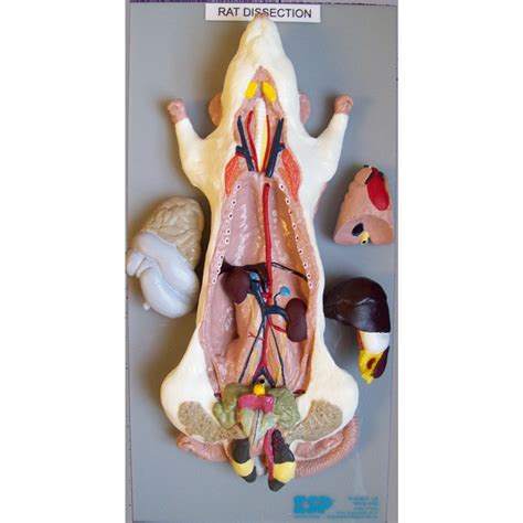 Rat Dissection Model ZKA-806-Y | Dissected Rat Biology Model | ESP Models