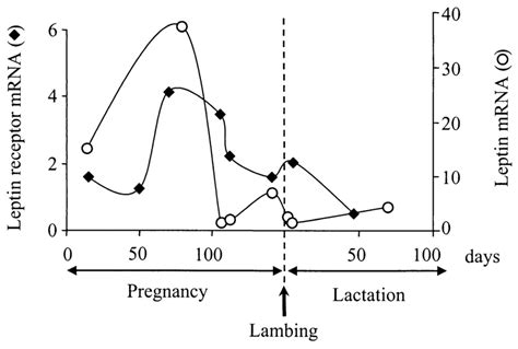 Mammary leptin and leptin receptor mRNA (arbitrary units) during ...