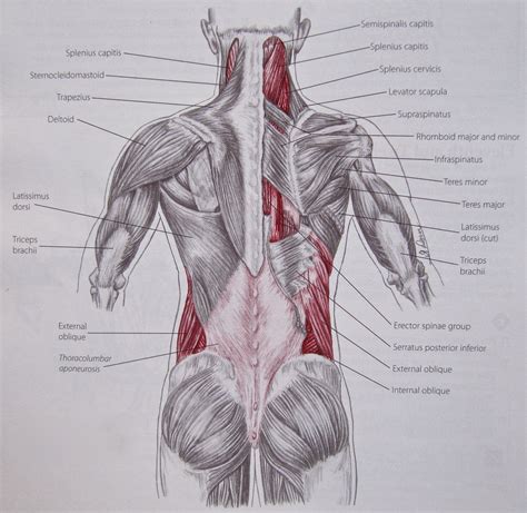 Notes on Anatomy and Physiology: The Thoracolumbar Fascia