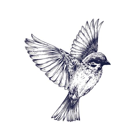 Vector Swallow PNG | PNG All