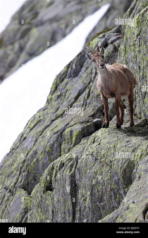 Alpine ibex goat climbing hi-res stock photography and images - Alamy