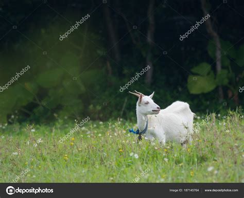 Goat Iriomote Island Stock Photo by ©makieni777 187145764