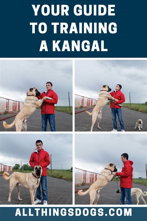 Kangal Training | Kangal dog, Dog training, Dogs