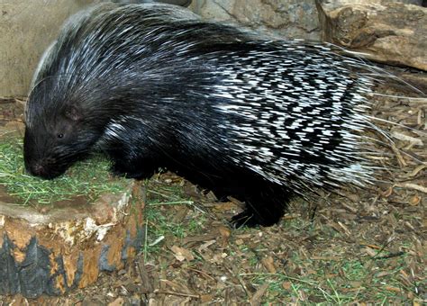 File:Crested Porcupine.jpg - Wikimedia Commons