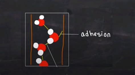 What is Adhesion? Chemical and Lateral Adhesion