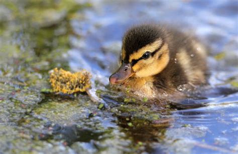 duck, Duckling, Baby Wallpapers HD / Desktop and Mobile Backgrounds