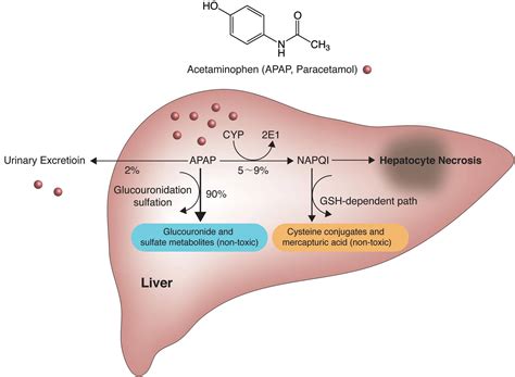 MEDICOLOGY: Acetaminophen | Mechanism of Action | USES | Adverse Effecs