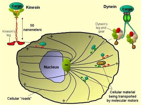 Next Biotechnology News | eBio World: Molecular motors - a lesson in nanotechnology from Nature