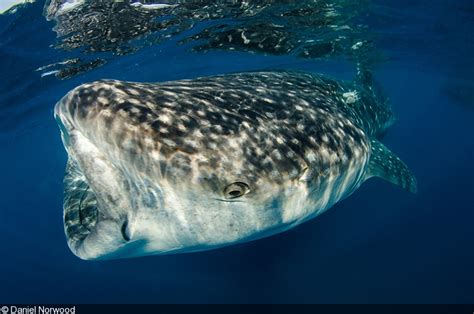 Photographing the Whale Sharks of Isla Mujeres