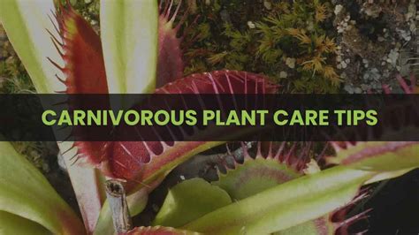 Carnivorous Plant Care Tips | The Indoor Gardens