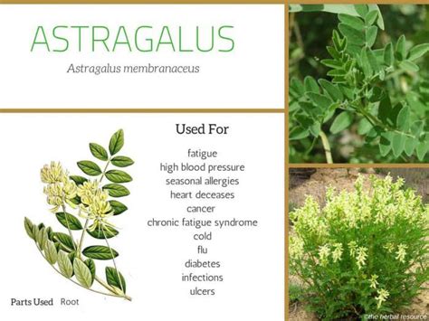 Astragalus Root - Benefits, Uses and Side Effects | Herbalism, Herbs ...