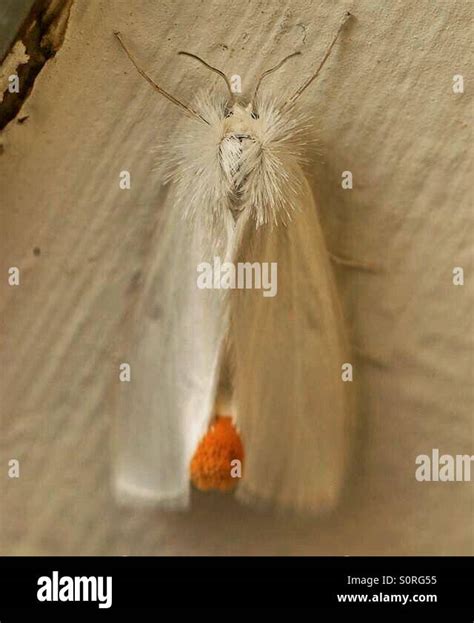 White Fuzzy Moth Stock Photos & White Fuzzy Moth Stock Images - Alamy