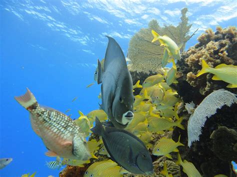 Private 4 Hour Snorkeling at the Marine Park Reefs by Boat