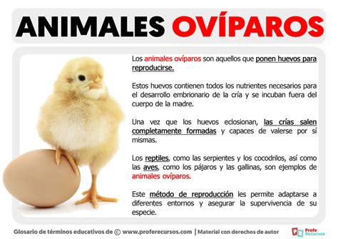 Qué son los Animales Ovíparos