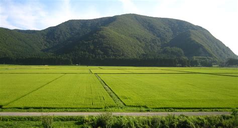 Paddy | Rice Farming, Harvesting & Processing | Britannica