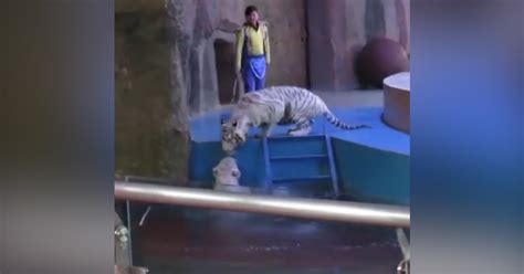 Circus Tigers Rush To Help Their Friend Who Fell - Videos - The Dodo