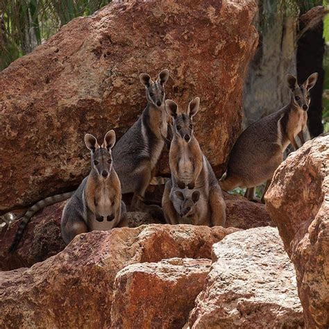 4,300 Likes, 23 Comments - #thisisqueensland (@queensland) on Instagram: “When the #squad is on ...