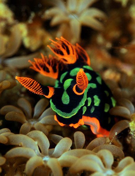 Neon Colored Sea Slug | Animals, Beautiful sea creatures, Ocean creatures