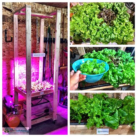 How To Grow Hydroponic Lettuce - NoSoilSolutions