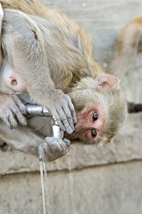 Rhesus monkey drinking water from a tap - Stock Image - C017/9073 - Science Photo Library