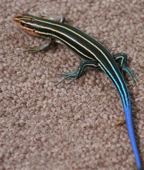 Are Blue Tailed Lizards Poisonous To Dogs: Unraveling The Mystery ...