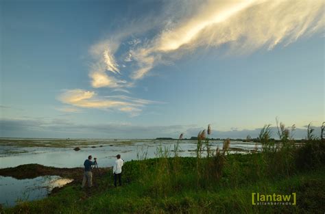 Candaba 2013 | Candaba Swamp (aka Candaba Bird Sanctuary) Pa… | Flickr